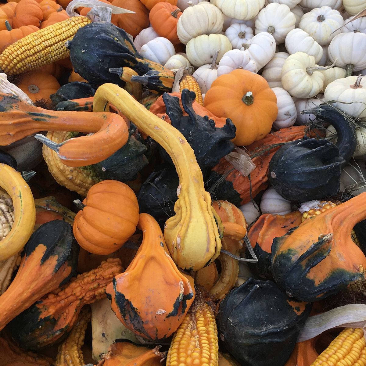 Gourds and corn at Parkdale Market in autumn